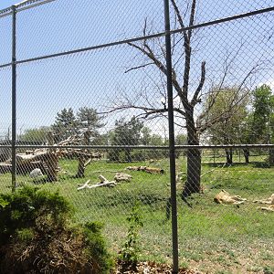 African Lion Exhibit 2