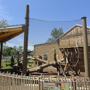 Red Ruffed Lemur Exhibit