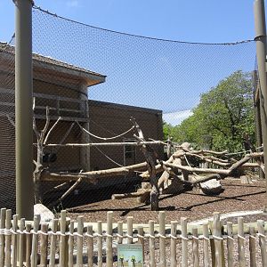 Ring Tail Lemur, Black & White Ruffed Lemur Exhibit
