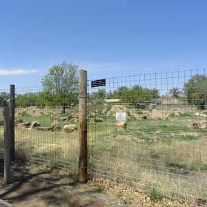 Future Bighorn Sheep Exhibit