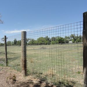 American Bison, North American Elk Exhibit