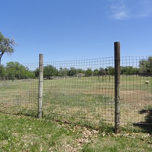 American Bison, North American Elk Exhibit