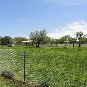 Red Kangaroo Exhibit