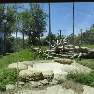 Cougar Exhibit