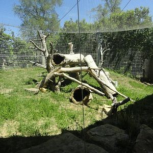 Bobcat Exhibit