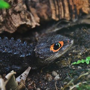 Red-eyed Crocodile Skink (Tribolonotus gracilis)