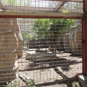 Amur Leopard Exhibit - From Side