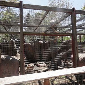 Snow Leopard Exhibit