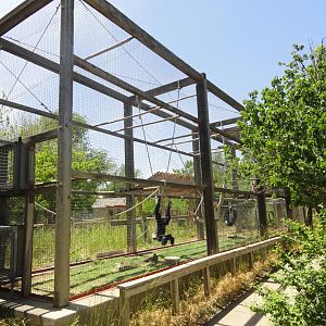 Siamang Exhibit