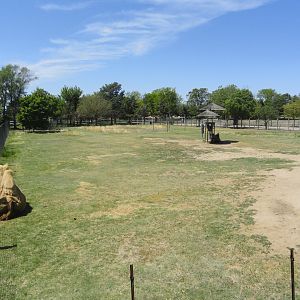 Bactrian Camel Exhibit