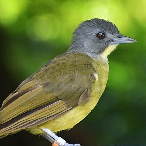 Grey-headed Bristlebill (Bleda canicapillus)