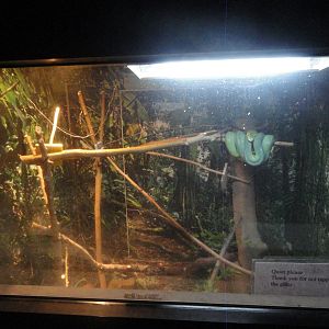 Green Tree Python Exhibit