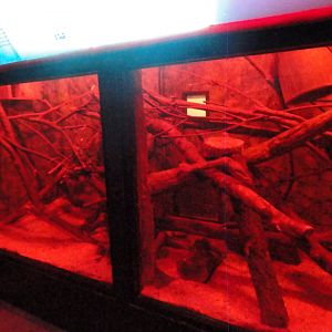 Pygmy Slow Loris Exhibit