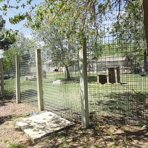Chinese Goral, Hooded Crane Exhibit