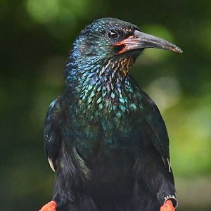Green Woodhoopoe (Phoeniculus purpureus)
