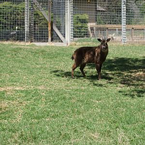 Chinese Goral
