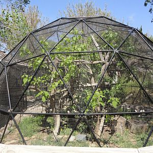 Pallas Cat Exhibit Right