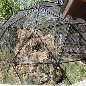 Pallas Cat Exhibit Left
