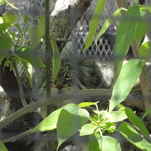 Pallas Cat