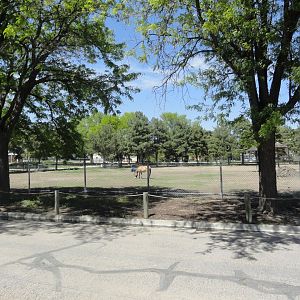 Przewalski's Horse Exhibit