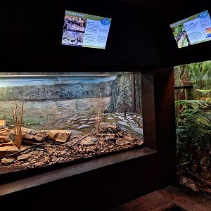 Missouri Glades and Western Cottonmouth enclosures