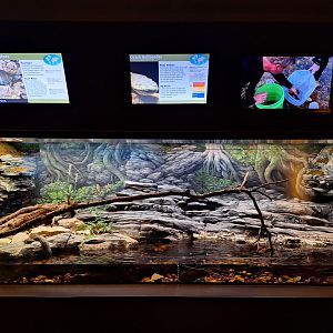 Ozark Hellbender Enclosure