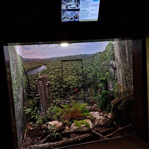 Surviving cold climates terrarium