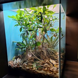 Mexican Alligator Lizard terrarium