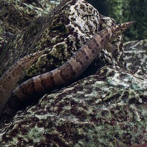 Eel ID - Palmiarnia Gliwice