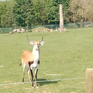 Red lechwe.
