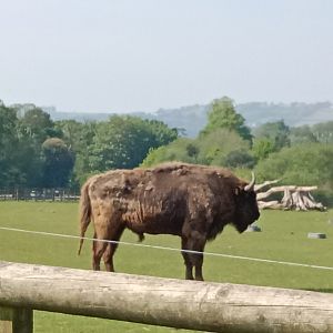 European bison.