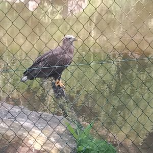 White tailed sea eagle.