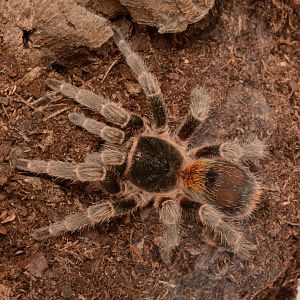 Chilean yellow flame tarantula (Homoeomma orellanai)
