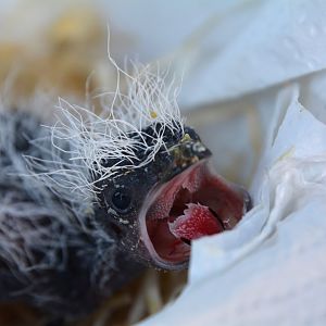 Baby white-browed coucal (Centropus superciliosus)