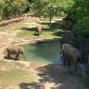 Spike with the European Cows