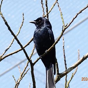 Black Drongo (Dicrurus macrocercus harterti)