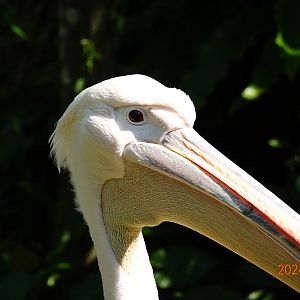 Great White Pelican (Pelecanus onocrotalus)