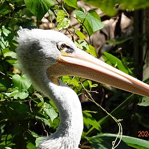 Pink-backed Pelican (Pelecanus rufescens)