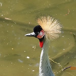 Grey Crowned Crane (Balearica regulorum)