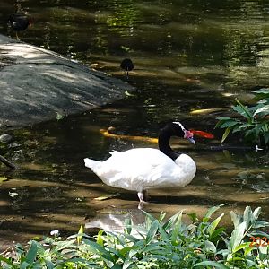 Black-necked Swan (Cygnus melancoryphus)