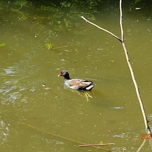 Common Moorhen (Gallinula chloropus chloropus)