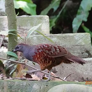 Taiwan Bamboo-partridge (Bambusicola sonorivox)