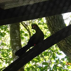 Senegal Turaco (Tauraco persa buffoni)