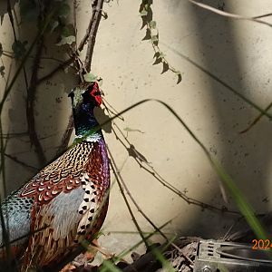 Taiwan Ring-necked Pheasant (Phasianus colchicus formosanus)