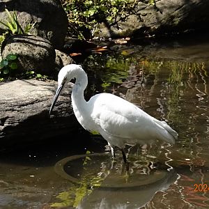 Little Egret (Egretta garzetta garzetta)