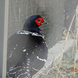 Mikado Pheasant (Syrmaticus mikado)