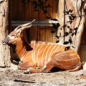 Eastern Bongo (Tragelaphus eurycerus isaaci)