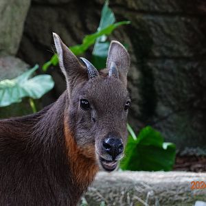 Taiwan Serow (Capricornis swinhoei)