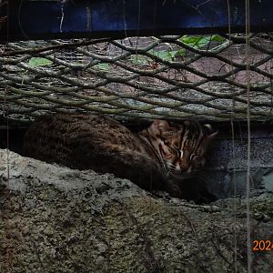 Amur Leopard Cat (Prionailurus bengalensis euptilura)