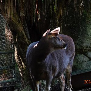 Taiwan Sambar (Rusa unicolor swinhoei)